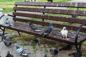 un banc avec des pigeons