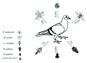 Schéma d'un pigeon qui peut transmettre des maladies