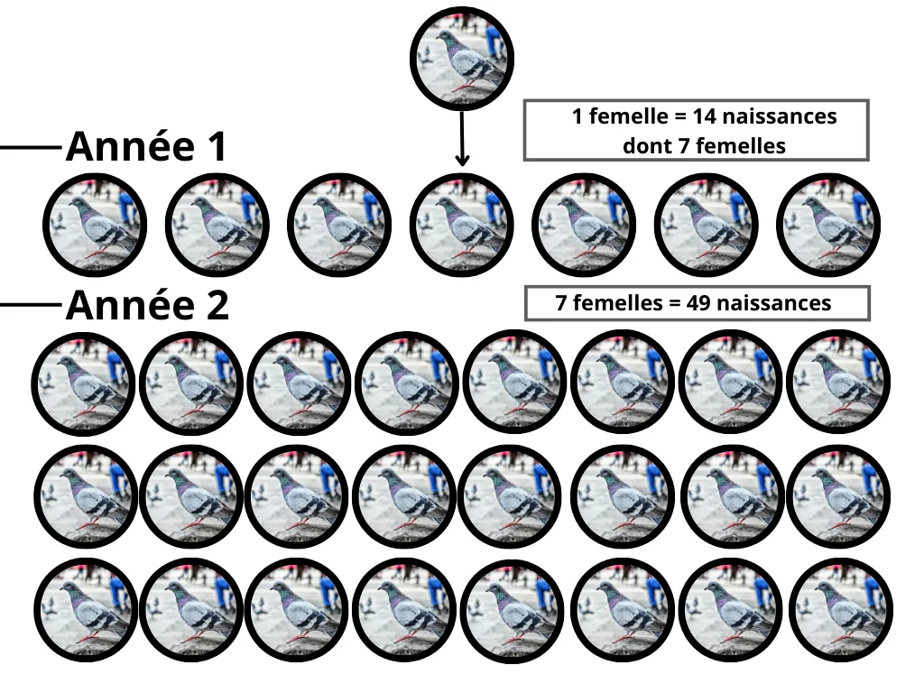 Schéma de la reproduction des pigeons justifiant l'utilisation d'une dépigeonnisation