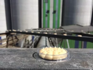 Répulsif anti-pigeon sur un toit en France