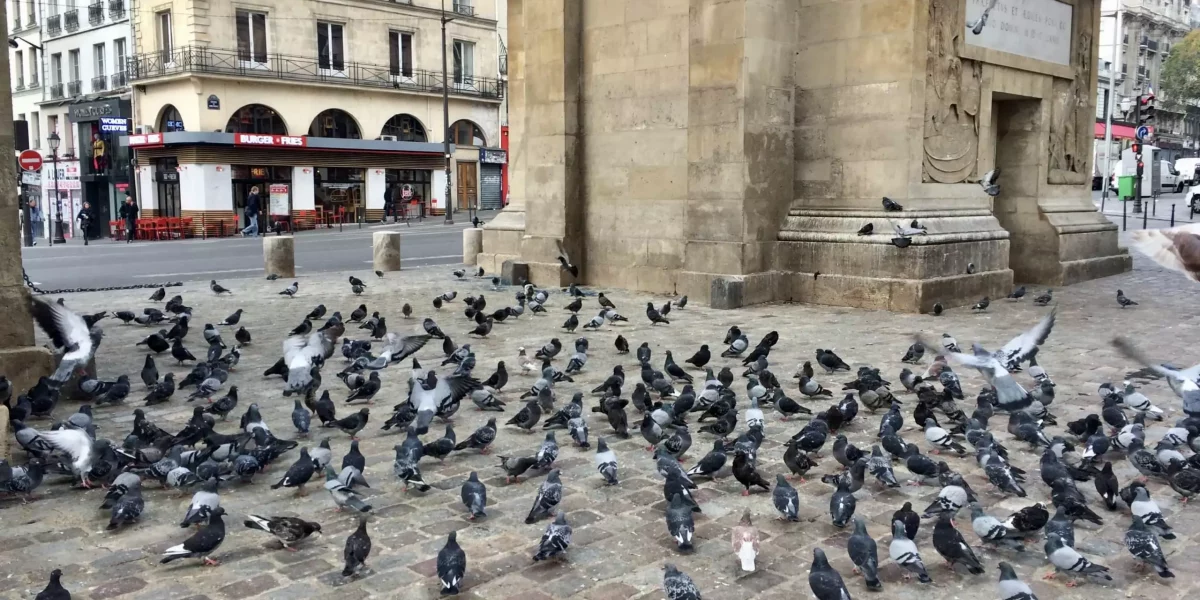 Nombreux pigeons dans la ville