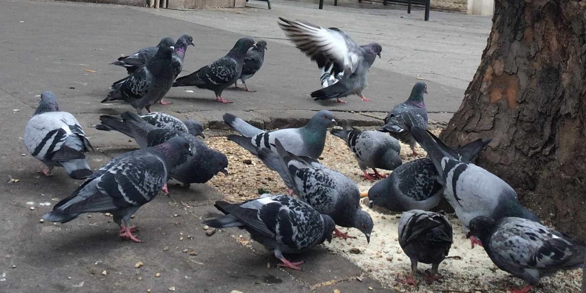 Pigeons qui mangent des miettes au pied d'un arbre