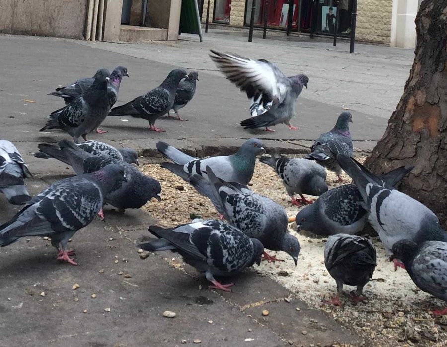 Pigeons qui mangent des miettes au pied d'un arbre