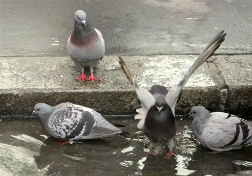 4 pigeons qui se trempe dans le caniveau