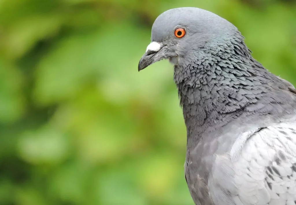Pigeon observé dans le cadre d’une opération de dépigeonnage