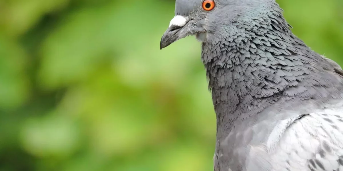 Profil de pigeon sur fond vert