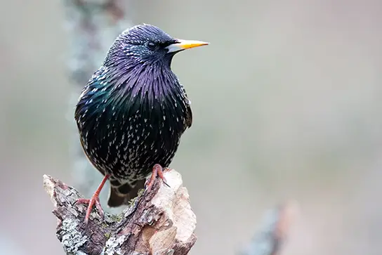 Etourneau sur un morceau de bois