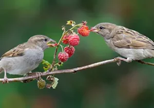 Un couple de moineaux engendre jusqu’à 20 petits par an.