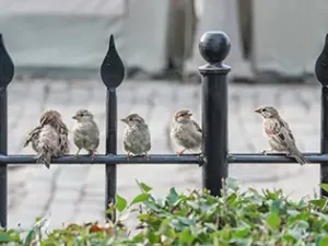 L’espérance de vie d’un moineau est largement supérieure en milieu urbain : jusqu’à 13 ans.
