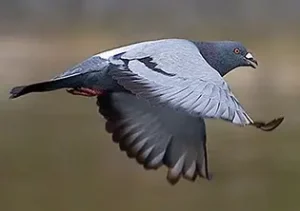 Un pigeon parcourt facilement 10km par jour pour trouver à manger et revenir toujours au même lieu de vie.