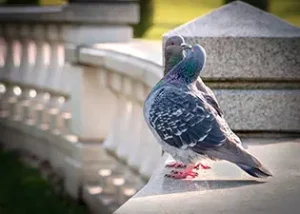 12 petits par an pour un couple de pigeons + maturité sexuelle des petits à 6 mois = +720 pigeons en 5 ans.