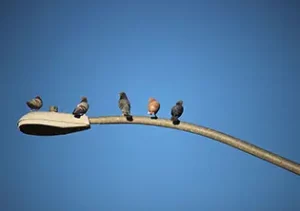 Un seul pigeon produit en moyenne 12 kg d’excréments par an !