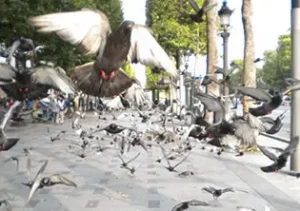 En ville, le pigeon n’a aucun prédateur naturel.