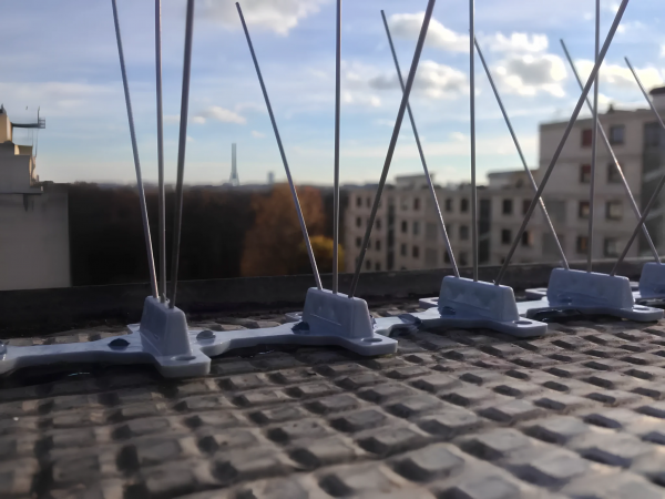 Pics anti-pigeons installés sur un bâtiment