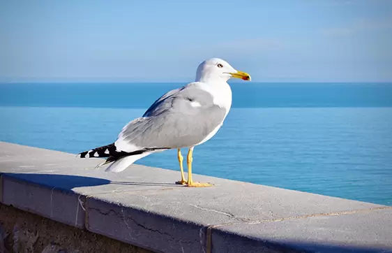 Mouette sur un muret