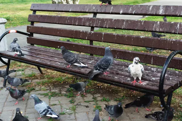 Un banc sali avec des pigeons
