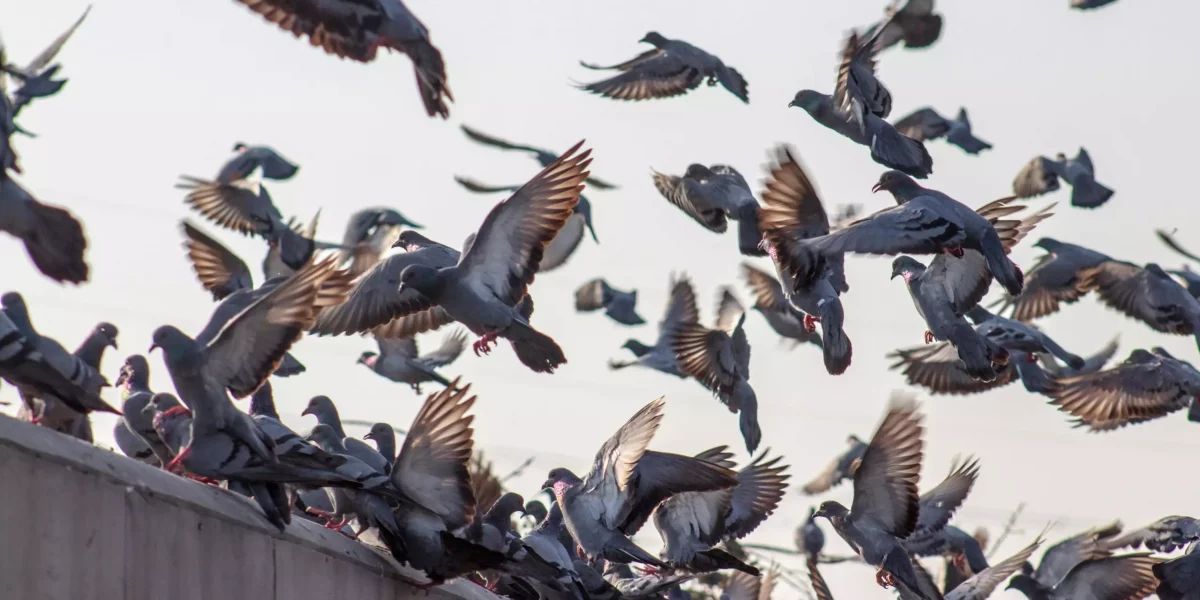 Pigeons qui volent sur un toit