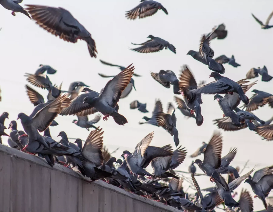 Pigeons qui volent sur un toit