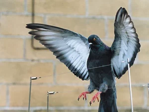 Pigeon sur un fil en régions parisienne