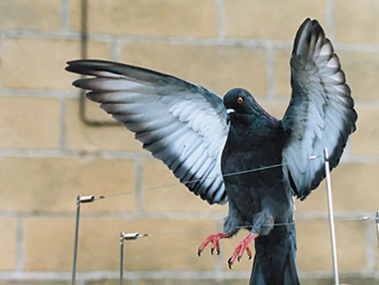 Système de fils tendus destiné à limiter la pose des pigeons