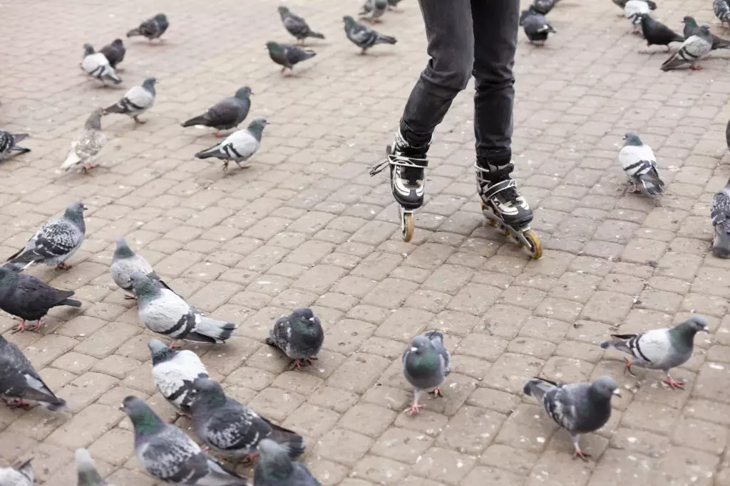 des pigeons et une personne à roller à Paris