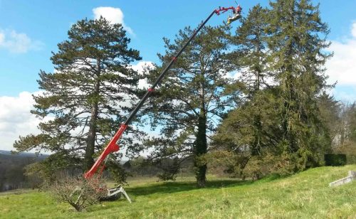 chenille processionnaire