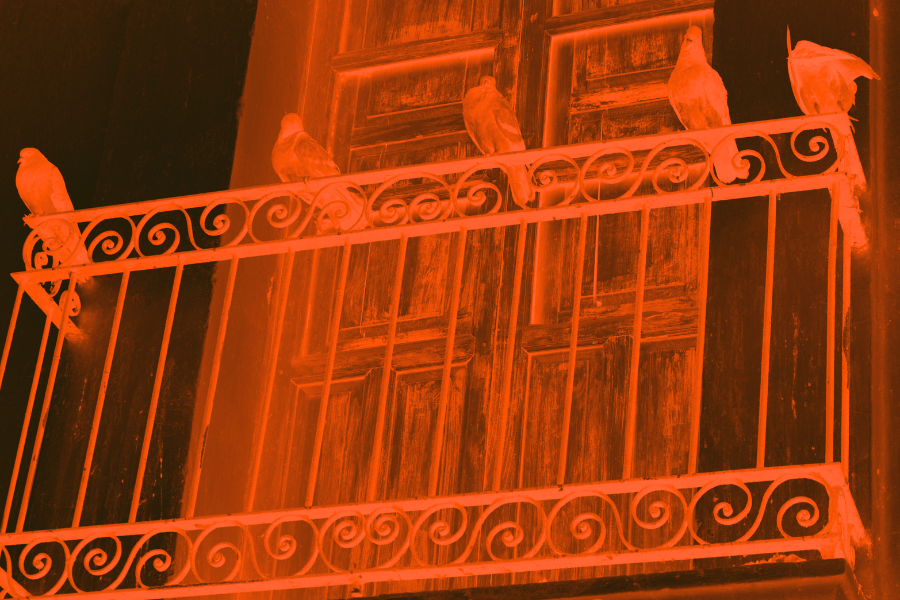 5 pigeons balcon nuit