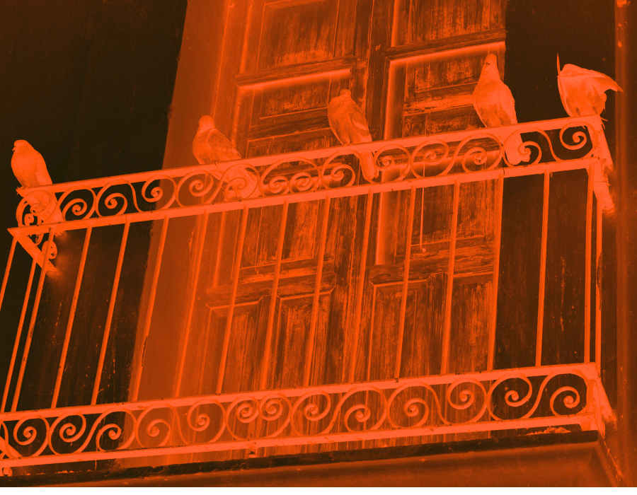 5 pigeons balcon nuit