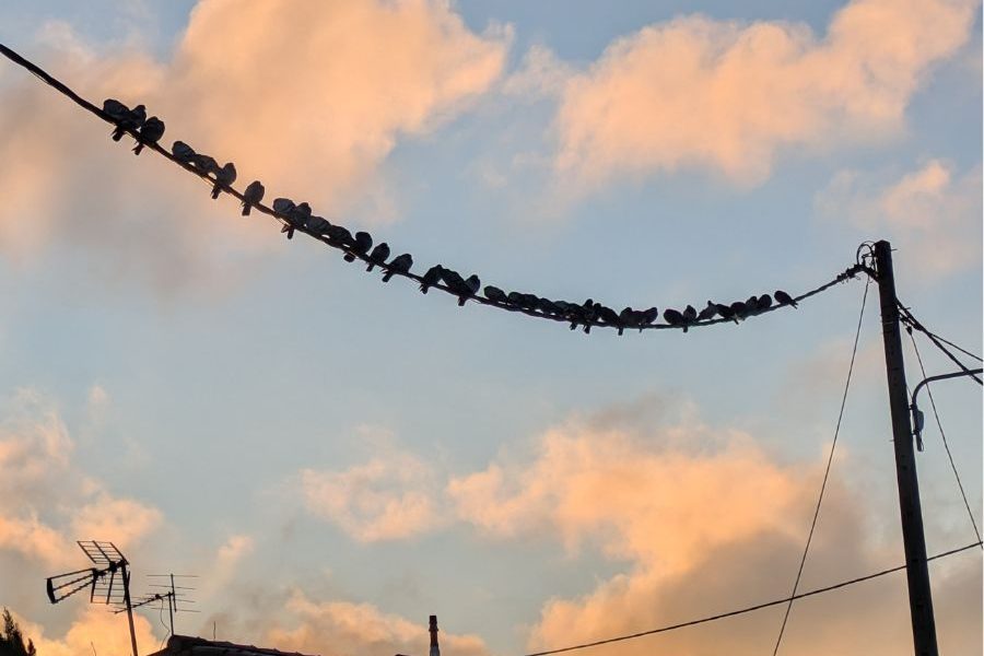 pigeons sur fil seine et marne avant intervention depigeonnisation