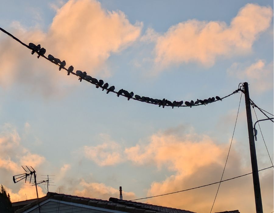 pigeons sur fil seine et marne avant intervention depigeonnisation