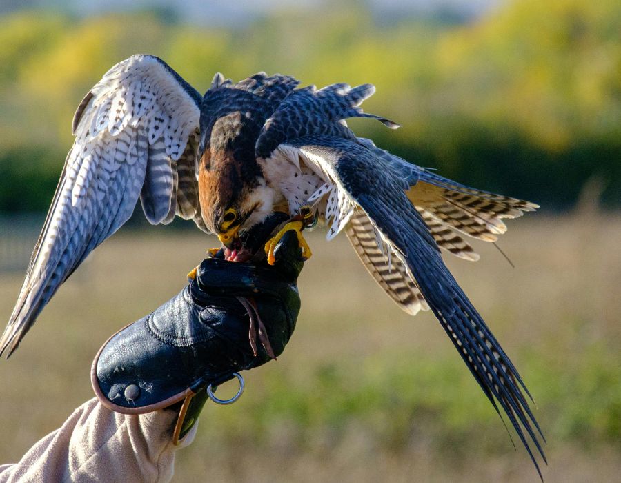 Faucon sur gant, ailes déployées