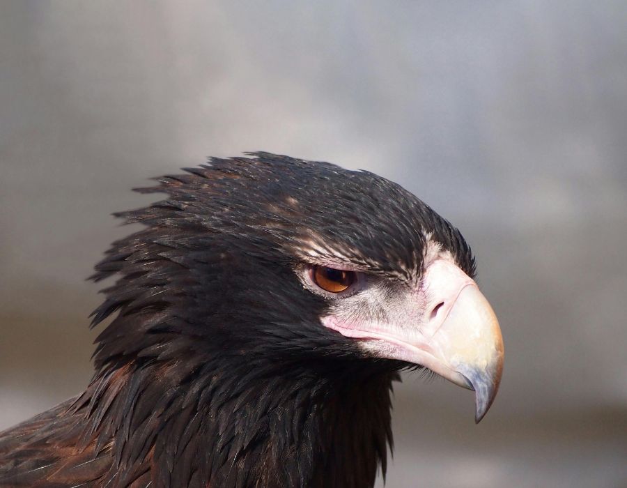 rapace fauconnerie regard perçant