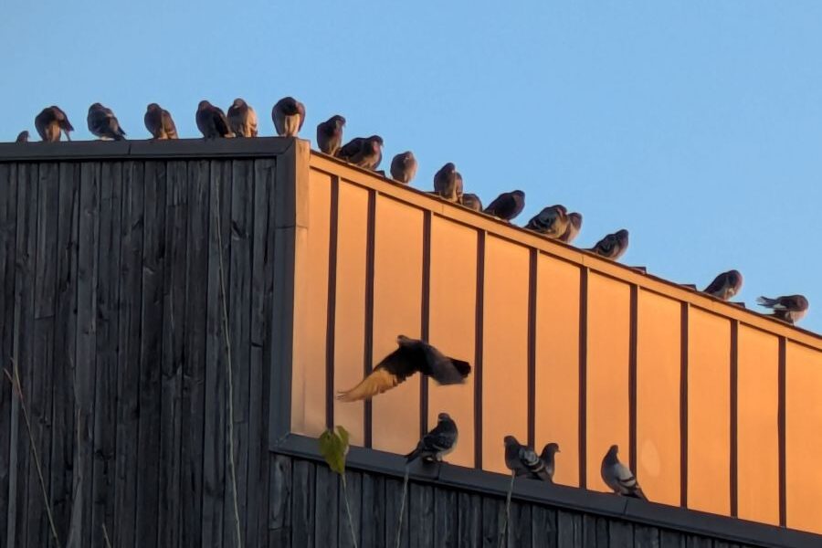 rassemblement de pigeons bisets hangar essone 91