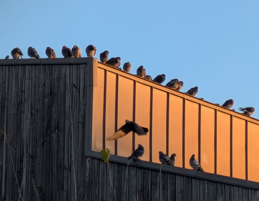 rassemblement de pigeons bisets hangar essone 91