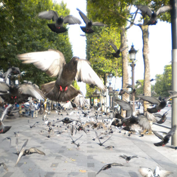 des pigeons qui volent dans une ville